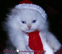 Santa_LIttle_Kitty!!!