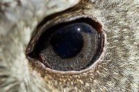 Eagle_Eye