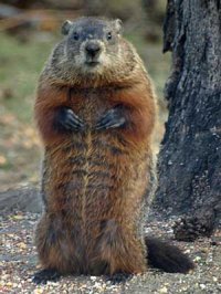 friedgroundhog