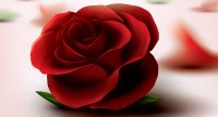 one_red_rose