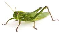 Thegrasshopper