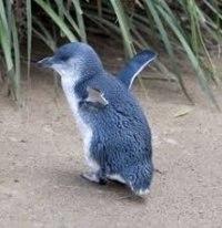 Blu_Penguin