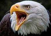 Eagleeye504