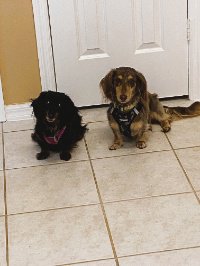 doxiemom