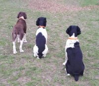 SpringerSpaniel_Mom