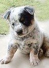 speckled_pup