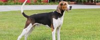 treeing_walker