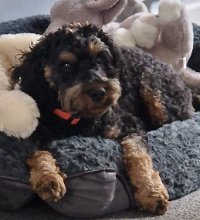 SirBoss