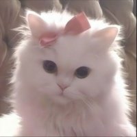 KittyKisses