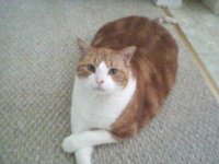 KittyKisses