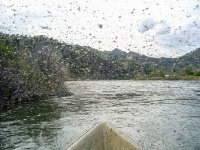 Caddis11