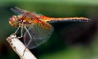 1Dragonfly