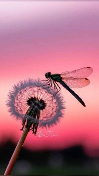 1Dragonfly