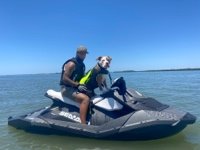Pitbull_Knox