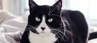 coocoocat
