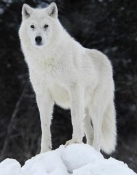 _White_Wolf