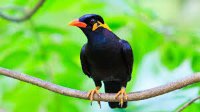 Myna