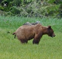 TrumpyLoserBear