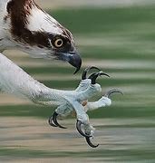 Ospreylady