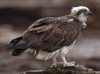 Ospreylady