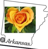 Arkansas_Yellowrose