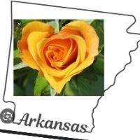 Arkansas_Yellowrose