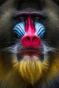 Vote4Mandrills