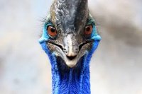 Cassowary