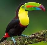 ViveToucans
