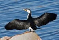 LikeCormorant