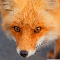 Foxy_Fox