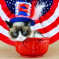 grumpycat24