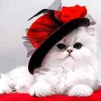 KittyHugs