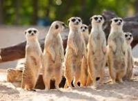 ViveMeerkats