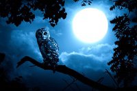 Night_Bird2
