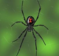 _BlackWidow_