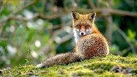 foxyfemfatal1