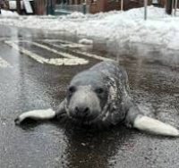 VisitorSeal