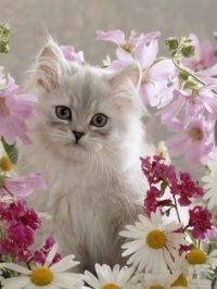 Sweety_1