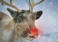 RumRumRudolf