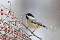 _chickadee_