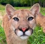 cougar_59