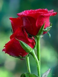 morning_dew