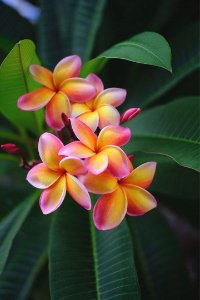 Frangipani63