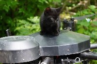 UkraineKittensSaved
