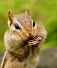 ChipperCheeks