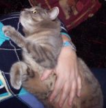 ProblemPet