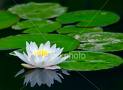 AquaLily